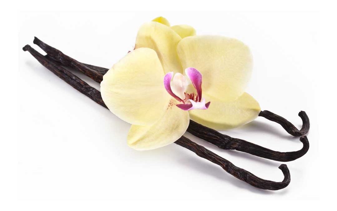 Vanilla Artificial flavorClassic uber creamy goodness! America’s best seller for over a hundred years.